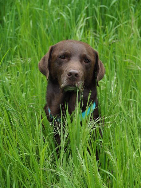 istock labrador retriever dog sitting in the grass 680911224
