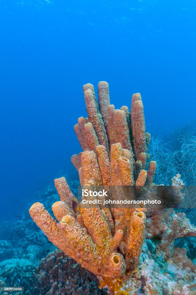 Agelas conifera, brown tube sponge Agelas conifera, also known as the brown tube sponge, is a species of sponge. Animal Stock Photo