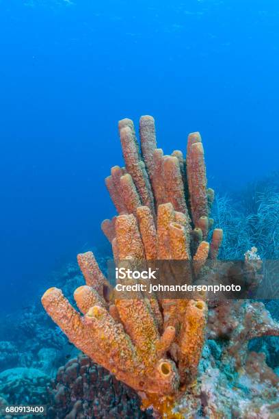 Agelas Conifera Brown Tube Sponge Stock Photo - Download Image Now - Animal, Backgrounds, Bonaire