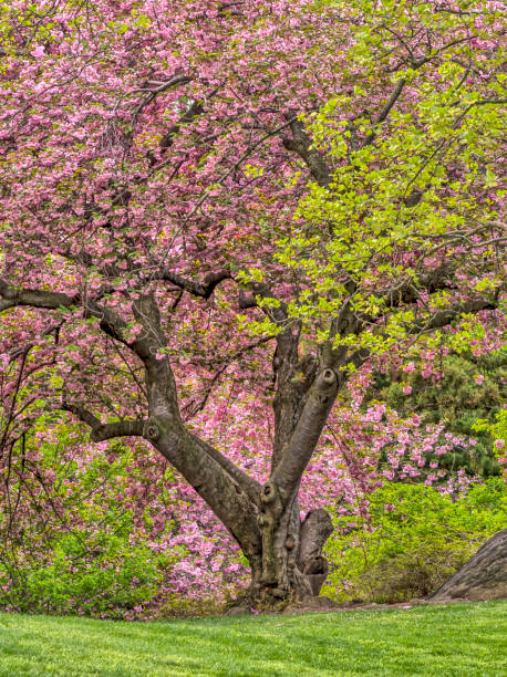 istock Prunus serrulata or Japanese Cherry 680914314