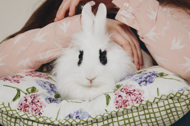 istock Girl holding white rabbit on pillow 680915186