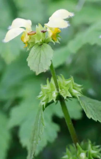 Short to medium, strong smelling, stoloniferous, hairy perennial, with long runners, often forming large patches; flowering stems erect. Leaves dark green, oval, coarsely toothed, mostly stalked; bracts similar to the leaves, but narrower. Flowers bright yellow, with greenish-brown markings, 17-21mm long, borne in whorls on the upper half of the stems; upper lip hooded, the lower lip 3-lobed.





