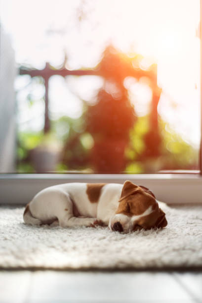istock Jack russel puppy 680916798