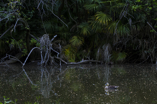 Spot-billed duck swims on the shadowy pond.