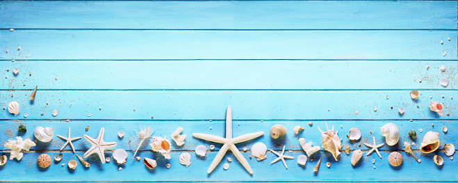 Shell And Coral On Wooden Deck