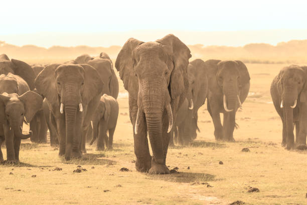 istock Loxodonta africana, African bush elephant. 680922924