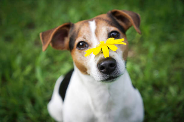 Dog on a green background with a yellow flower on the nose Dog on a green background with a yellow flower on the nose. No hay and allergy, health care nose flower stock pictures, royalty-free photos & images