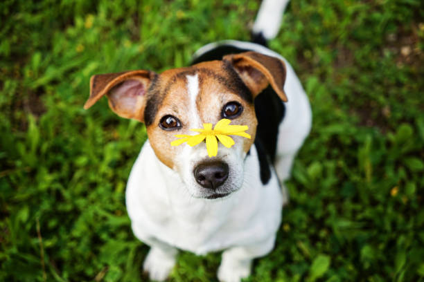 perro con flor amarilla mirando a cámara - juvenile lawn animal mammal fotografías e imágenes de stock