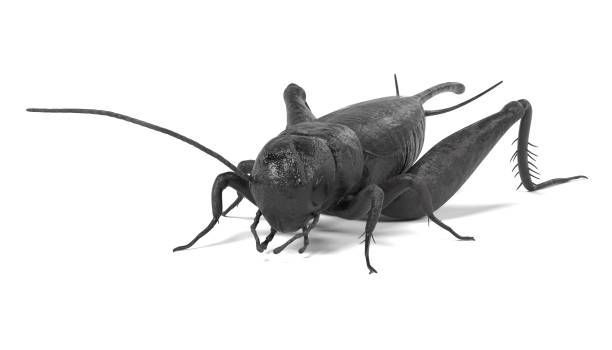 field cricket realistic 3d render of field cricket gryllus campestris stock pictures, royalty-free photos & images