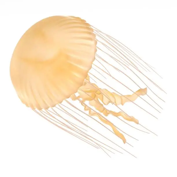 Photo of jellyfish