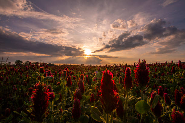 istock Field of red clover at the sunset 680946558