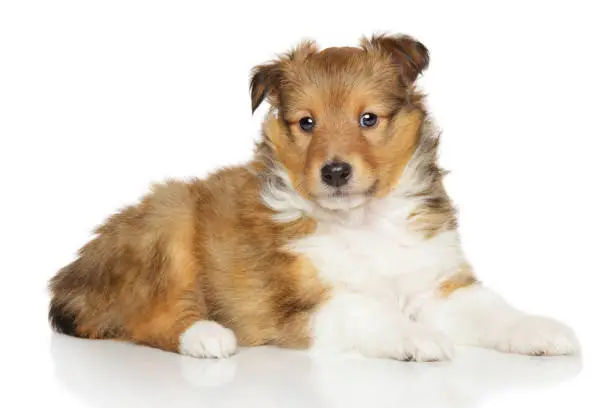 Shetland sheepdog puppy lies on white background