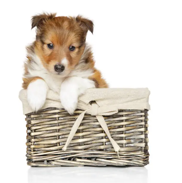 Shetland sheepdog puppy in wicker basket on white background