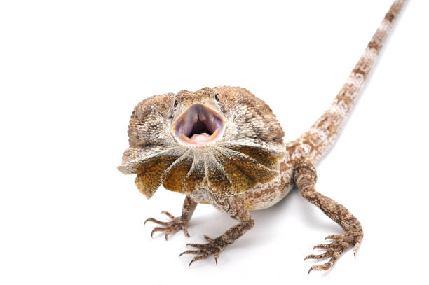 istock frilled lizard isolated on white background isolated on white background 680953458