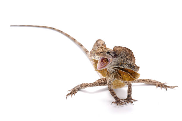 istock frilled lizard isolated on white background isolated on white background 680953476