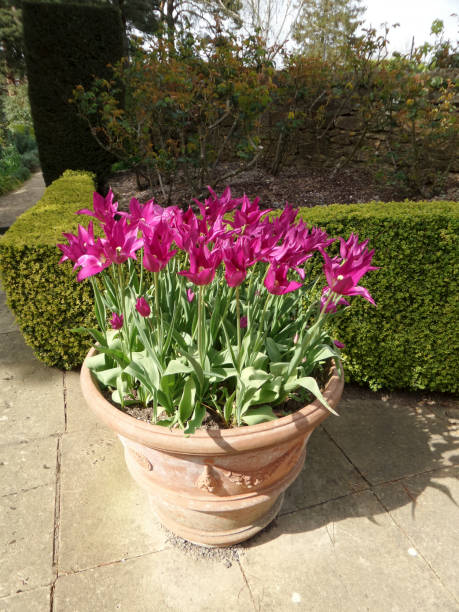 istock lush english cottage garden 680953730