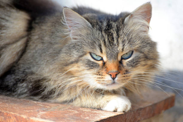 istock Portrait of angry fluffy cat 680955638