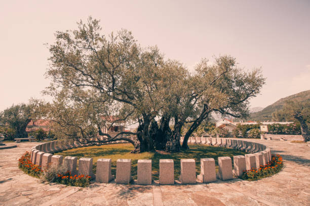 istock View of  old olive tree. Montenegro, Old Bar. 680956590