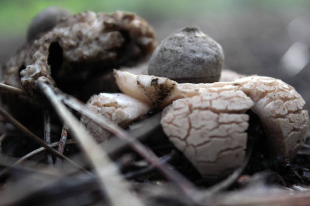 istock Earthstars mushroom in the ground 680956950