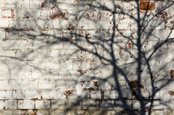 istock Multicolored peeling wall texture and background wiht shadow of tree. Painted brickwork. 680957552