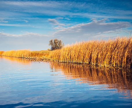 Fields of cane/reeds in Danube Delta with blue sky on a beautiful autumn afternoon.