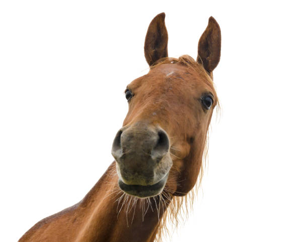 istock funny horse head on white background - arabian horse 680963200