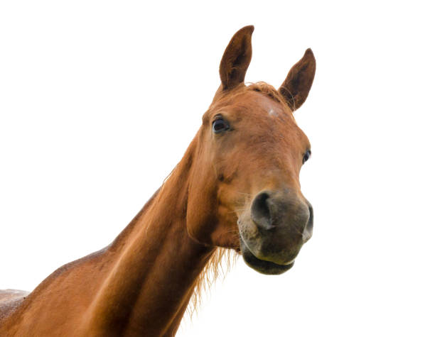 istock horse head on white background - arabian horse 680964040