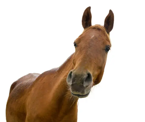 Photo of funny horse head on white background - arabian horse