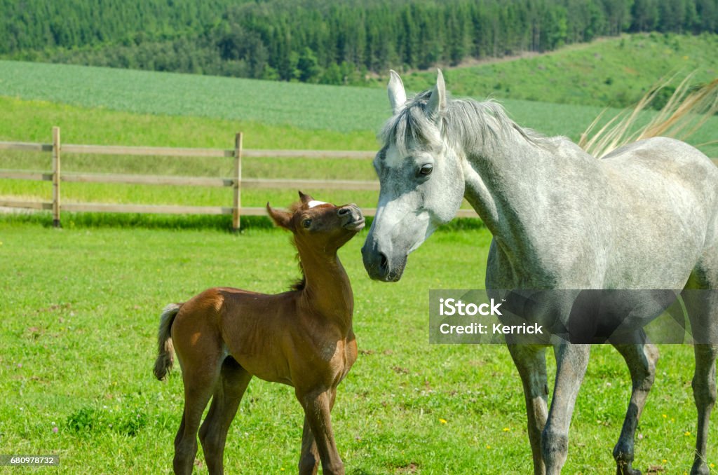Gri at kısrak seviyor ve onun kahverengi yavru kucaklamaları - Royalty-free Almanya Stok görsel