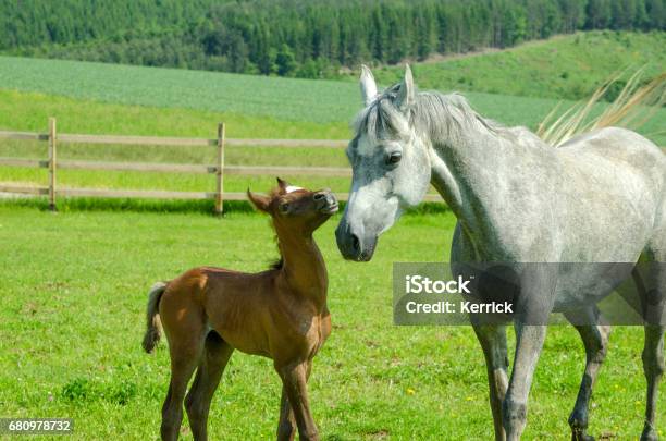 Gri At Kısrak Seviyor Ve Onun Kahverengi Yavru Kucaklamaları Stok Fotoğraflar & Almanya‘nin Daha Fazla Resimleri