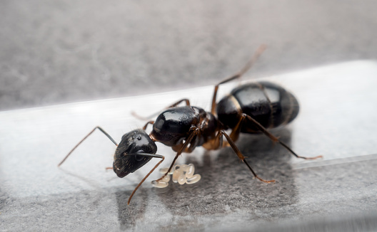 Ant mandibles on Insect's Transparent wings - animal behavior.