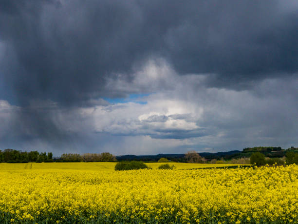 istock field of oil seed rape with stormy sky behind 680980428