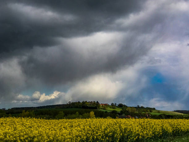 istock field of oil seed rape with stormy sky behind 680980430