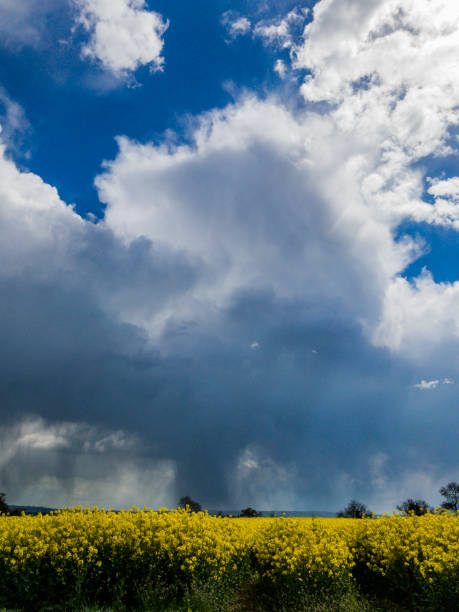 istock field of oil seed rape with stormy sky behind 680980446