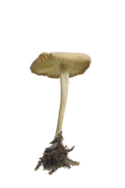 wild mushroom (Marasmius Oreades) wild mushroom (Marasmius Oreades) on white background marasmius oreades mushrooms stock pictures, royalty-free photos & images