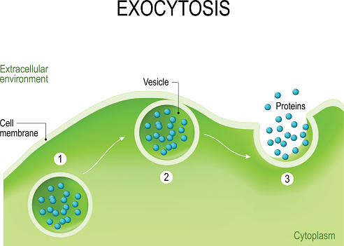Exocytosis. Cell transports molecules out of the cell. vesicles are carried to the cell membrane, fuses with membrane, contents are secreted into the extracellular environment.