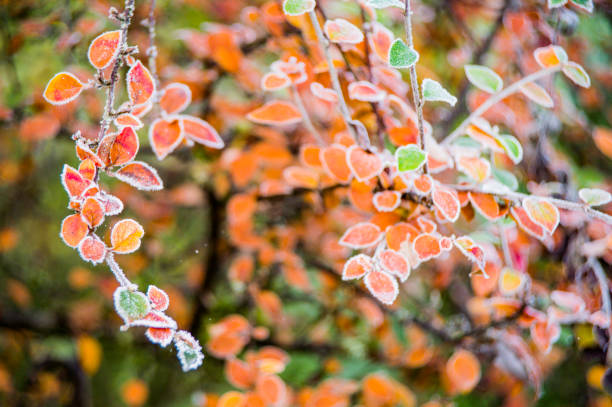 garden covered in frost