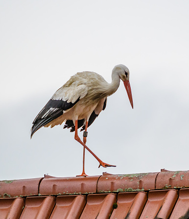 Stork on roof ridge