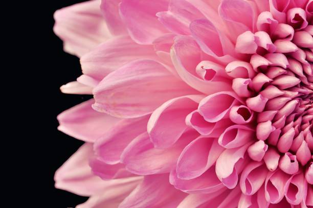 istock Close up pink chrysanthemum for background 680998642