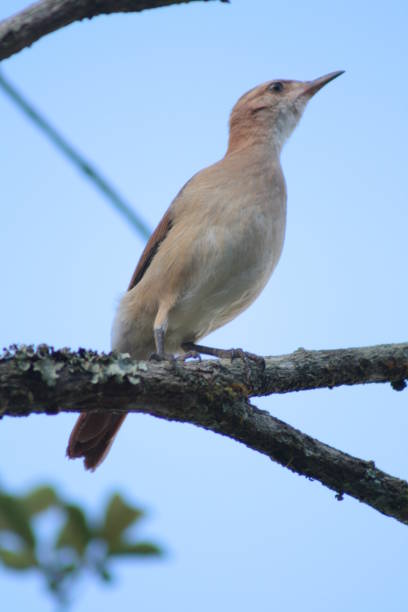 istock Rufous Hornero - John of Clay 680998780