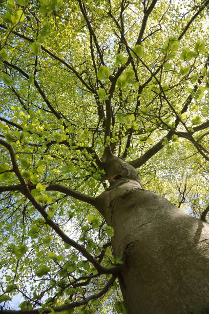 istock Light green colour of beech spring forest low angle 680999348