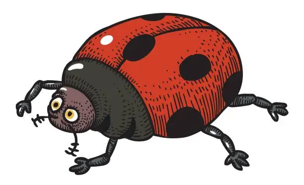 Vector illustration of Cartoon image of ladybug