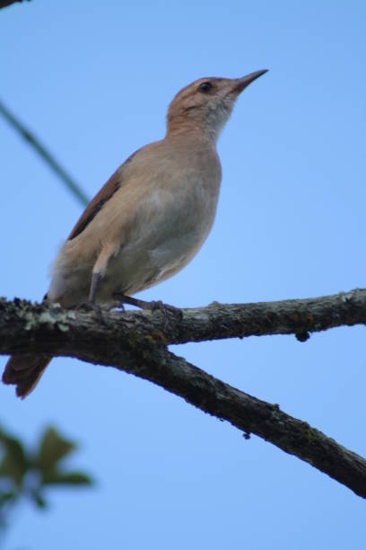 istock Rufous Hornero - John of Clay 681006578