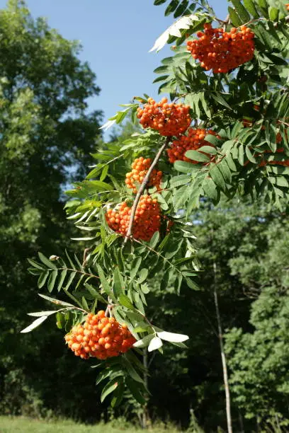 Berries of rowan or mountain-ash, Sorbus aucuparia