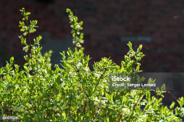 Honeysuckle Bush Bloom Stock Photo - Download Image Now - Arrowwood, Backgrounds, Blossom