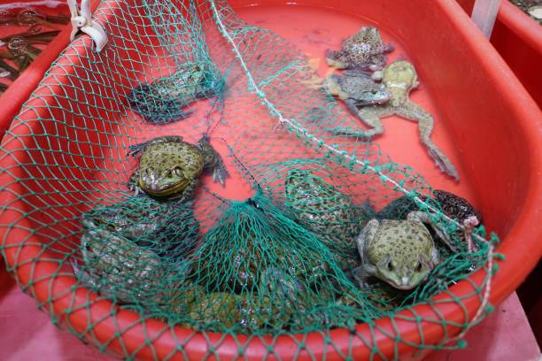 istock Live Frogs in Tub in Supermarket 681017378