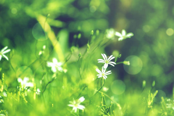 istock Spring summer natural background with small white wildflowers 681017912