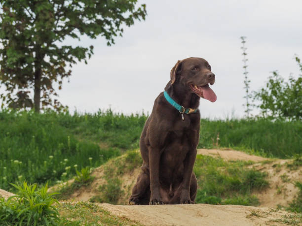 istock labrador retriever dog sitting in the grass 681018838