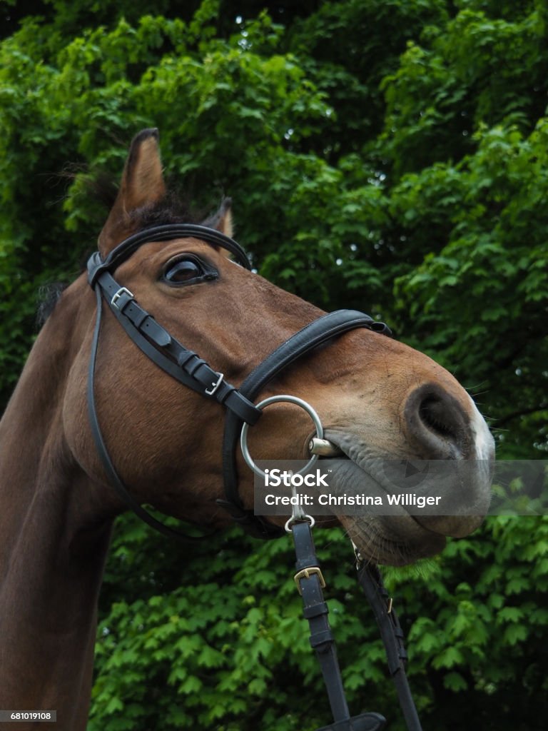 Potrait of beautiful horse with bridle in nature OLYMPUS DIGITAL CAMERA Animal Stock Photo