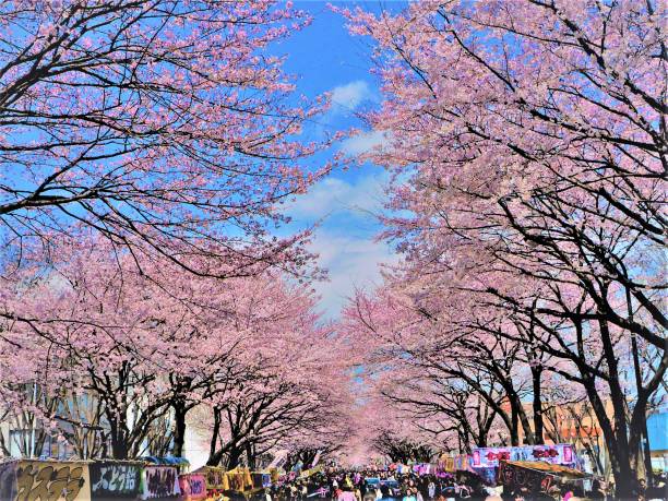 istock Cherry Blossom Festival 681021660